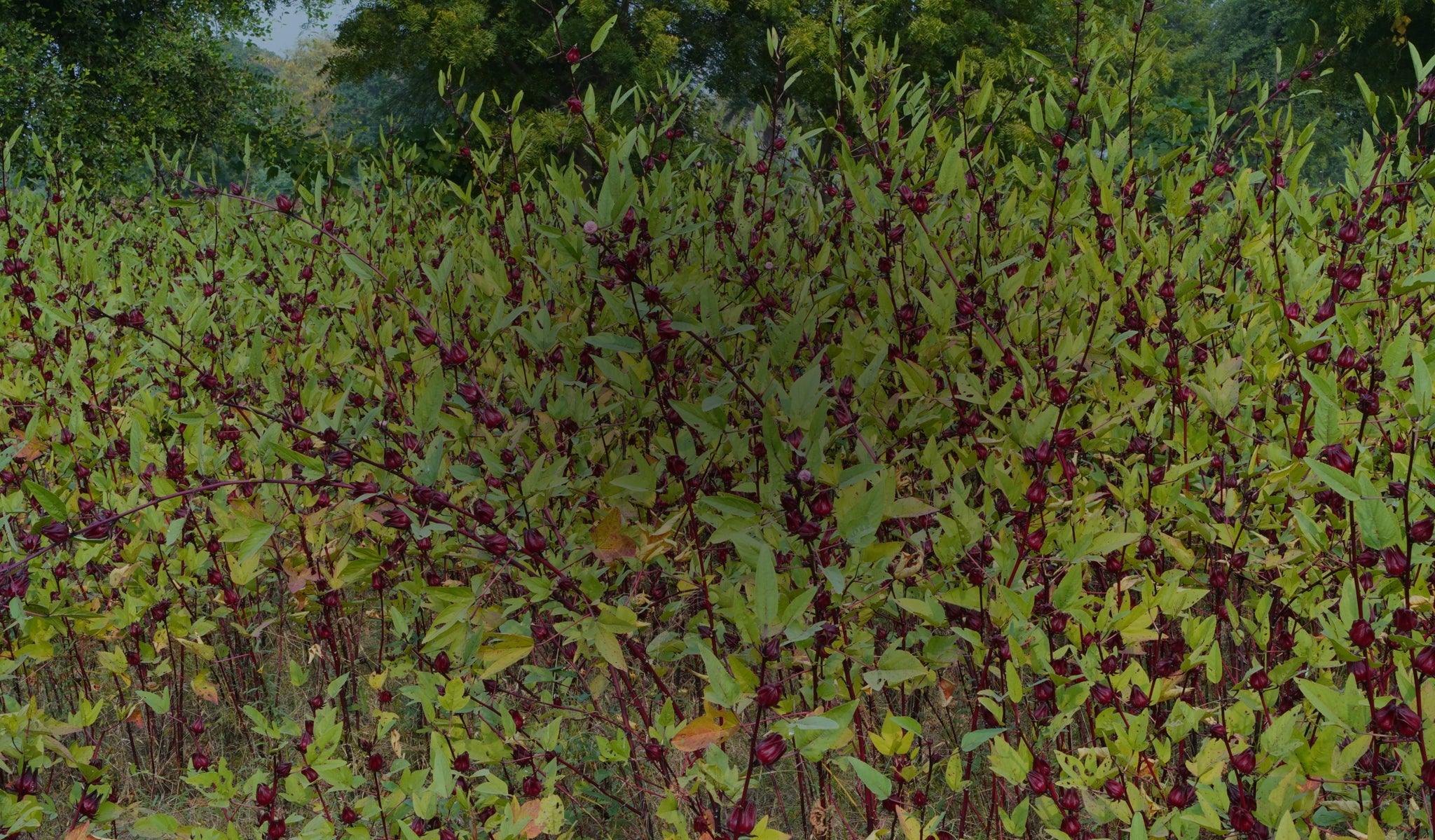 Where Nature and  Humanity Grow  Together