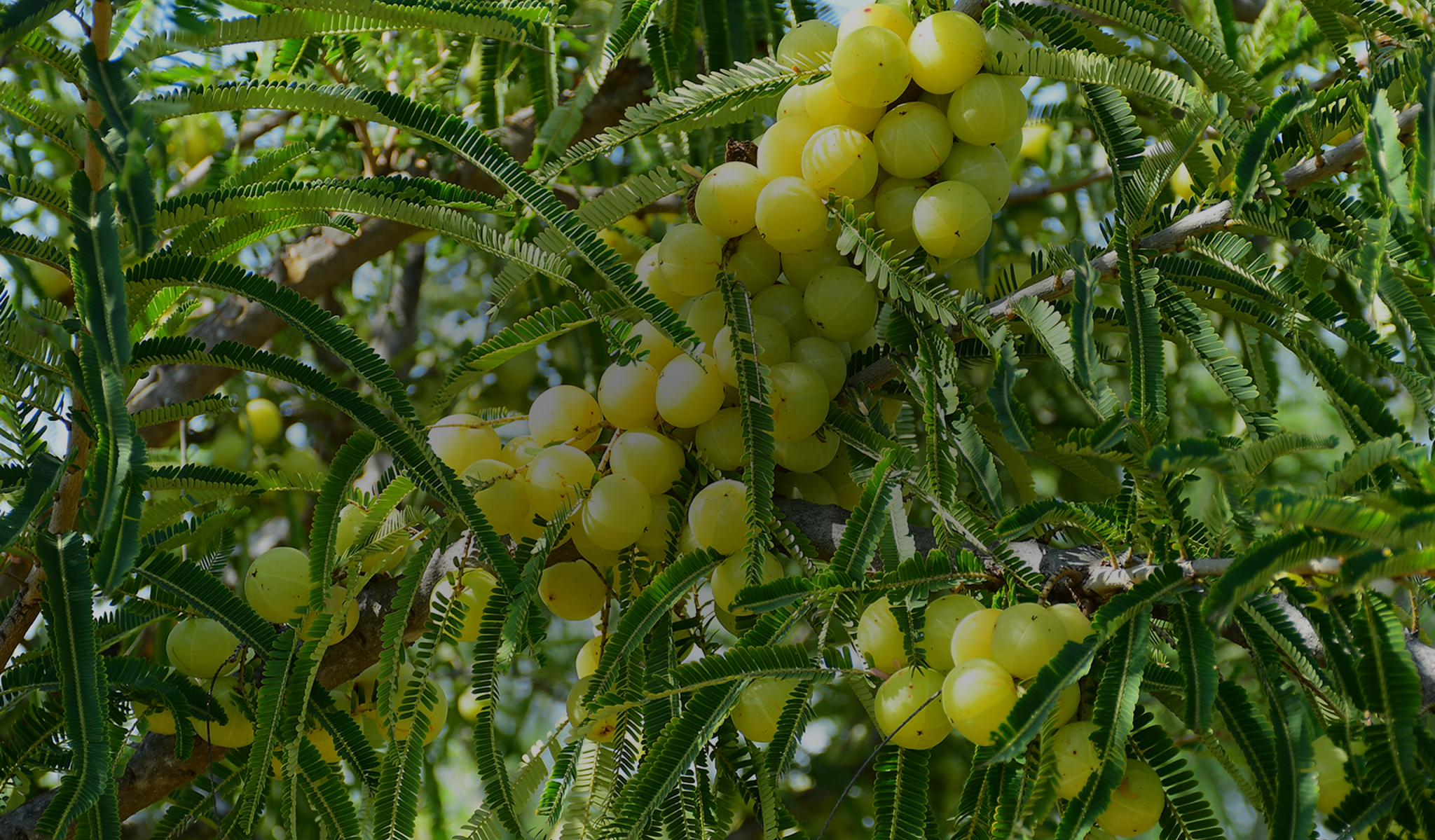 Where Nature and  Humanity Grow  Together