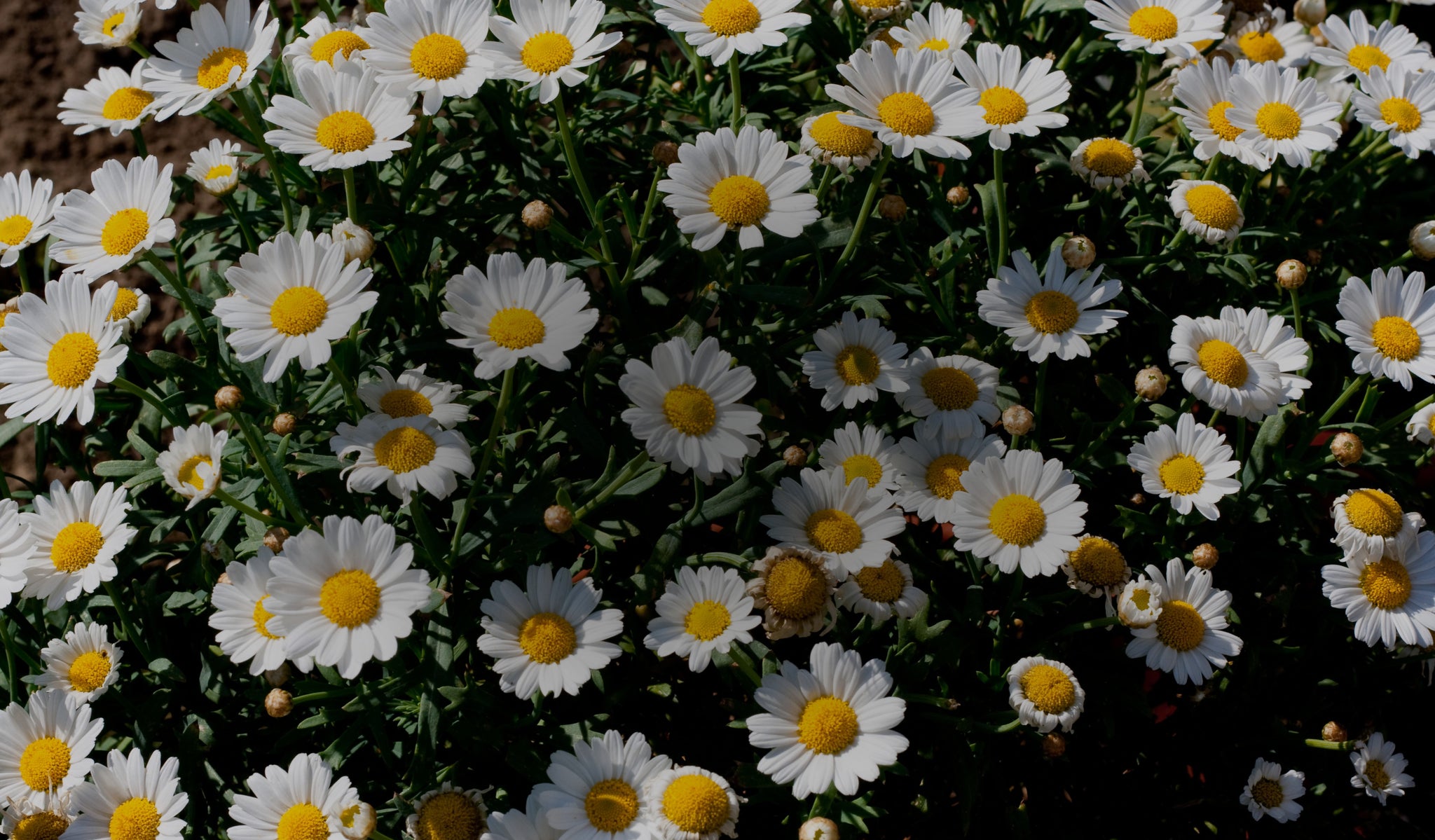 Cultivation with Purpose Quality at Every Step