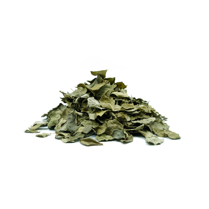 Feuilles de Moringa oleifera (Moringa)