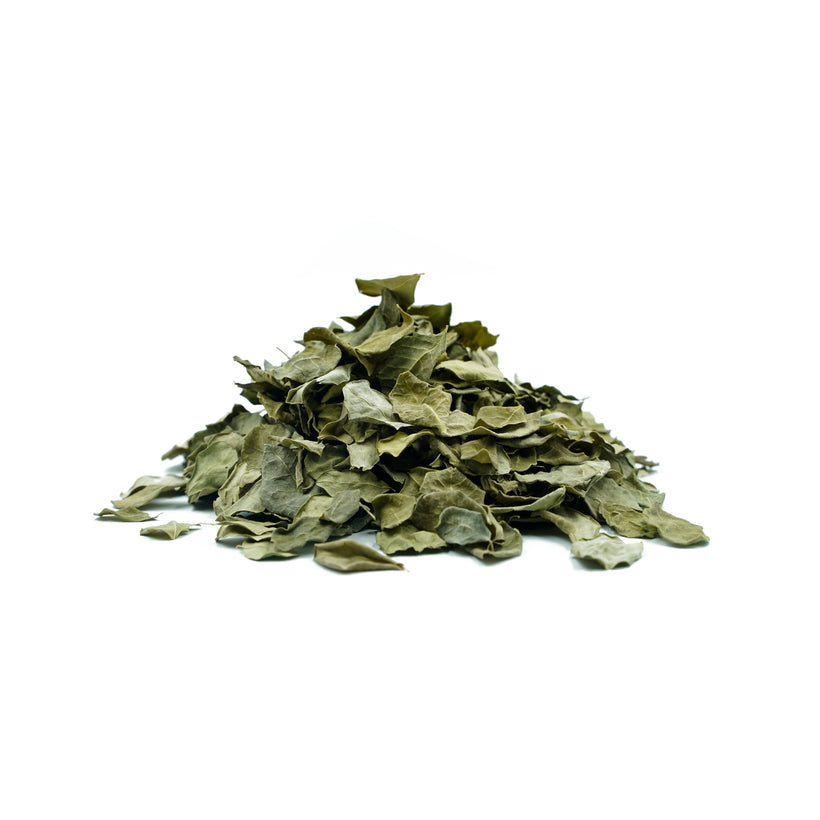 Feuilles de Moringa oleifera (Moringa)