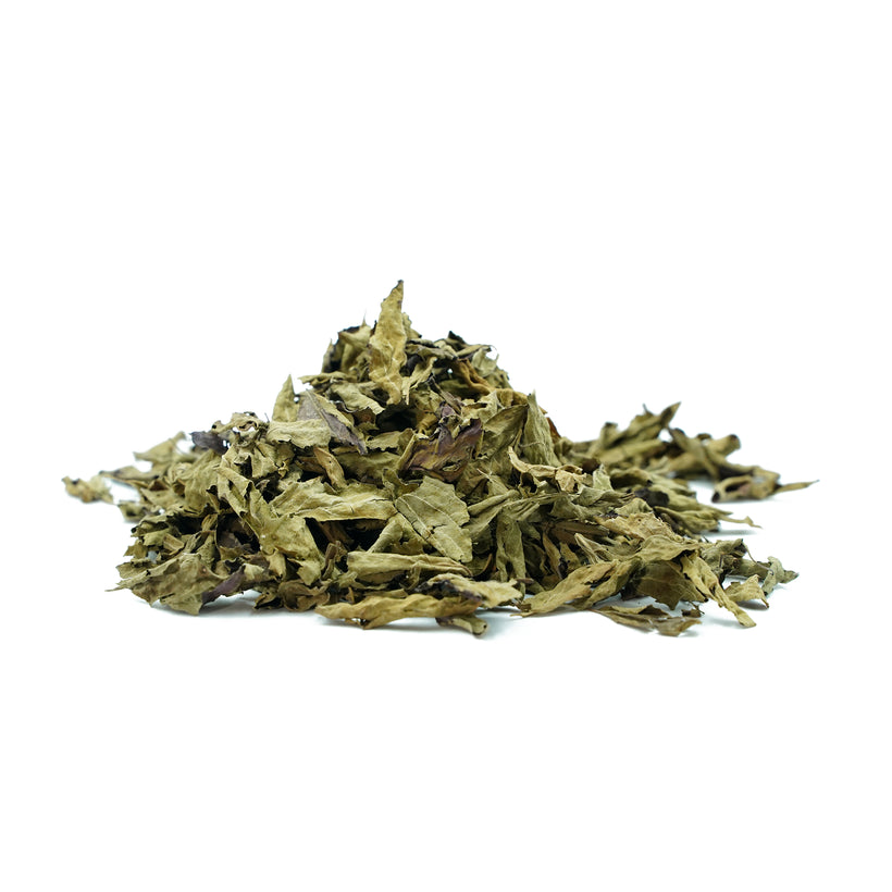 Ocimum gratissimum (Vana tulsi) Leaves