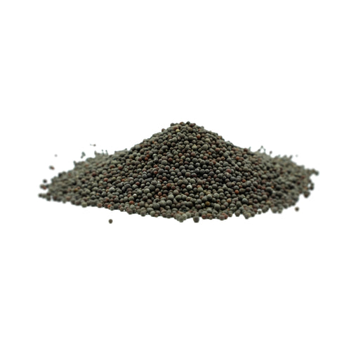 Brassica nigra (Black Mustard) Seeds