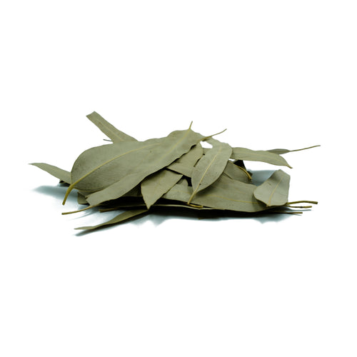 Eucalyptus globulus (Eucalyptus) Leaves