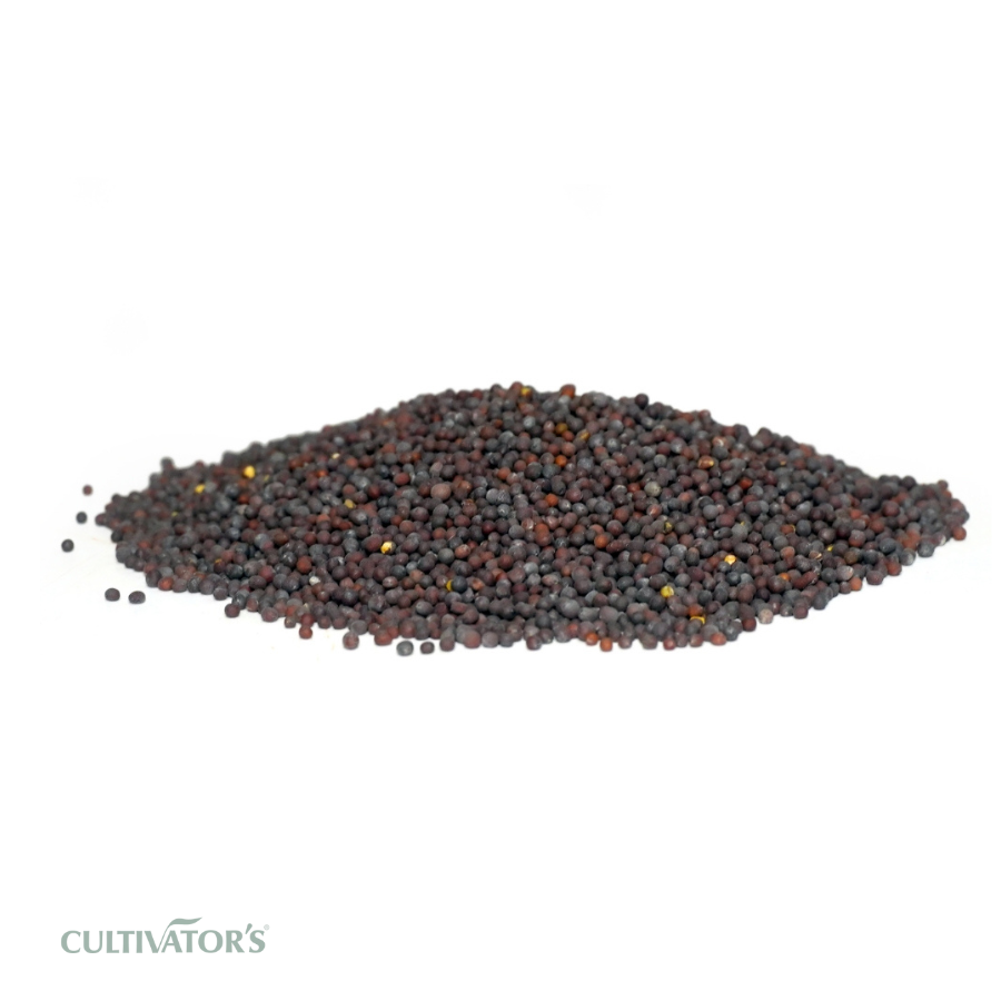Organic Black Mustard Seeds