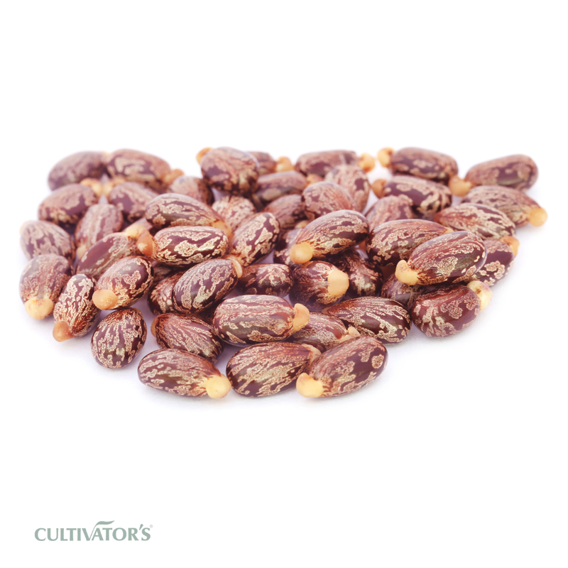 Organic Castor Seeds