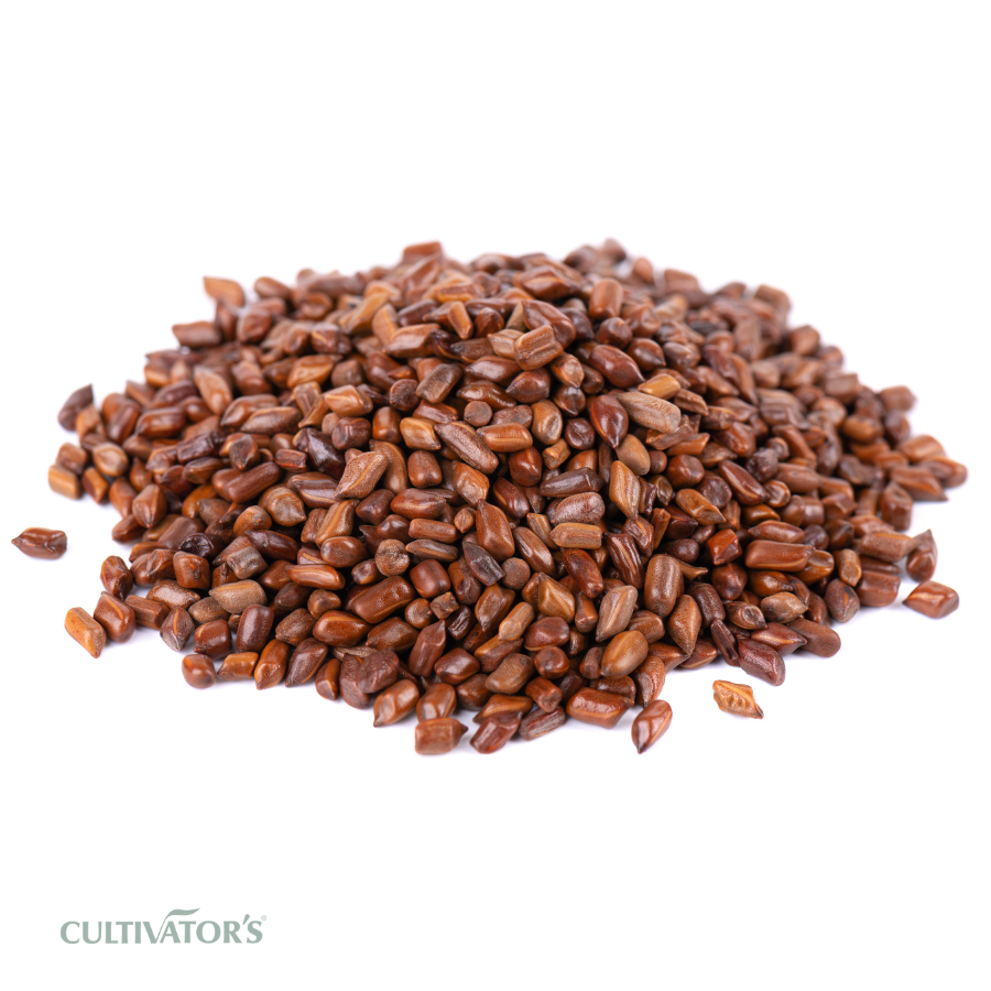 Organic Cassia Tora Seeds