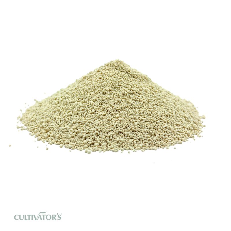 Organic Roasted Chicory Root Granules