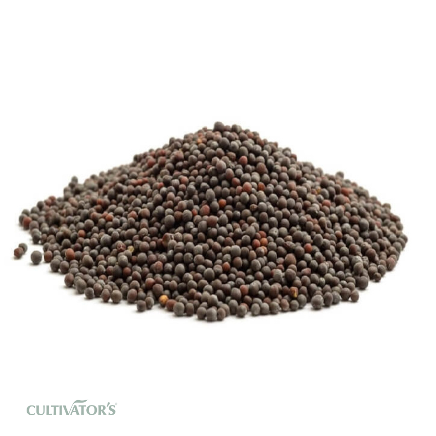Organic Brown Mustard Seeds