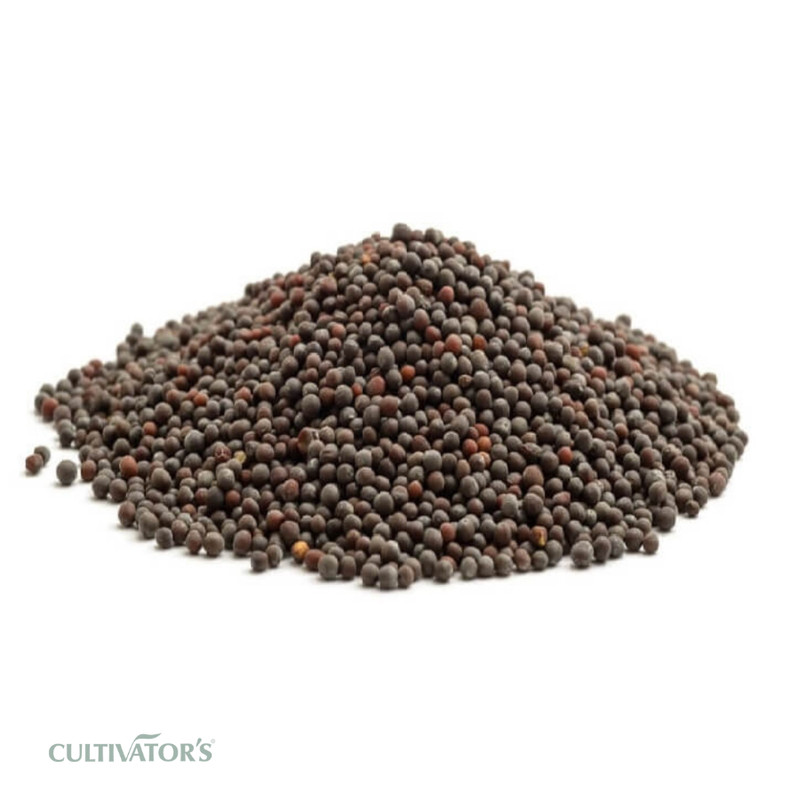 Organic Brown Mustard Seeds