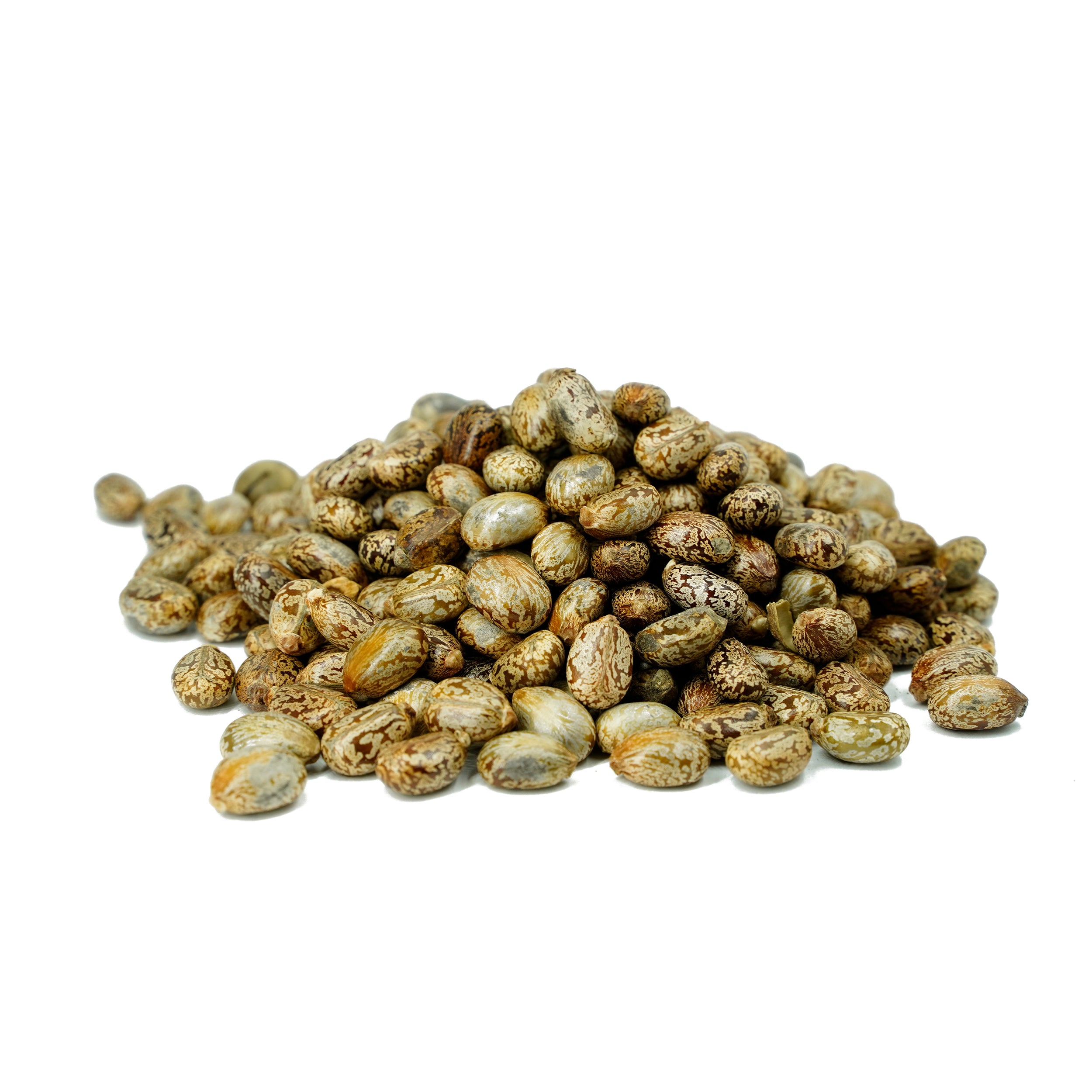 Ricinus communis (Castor) Seeds