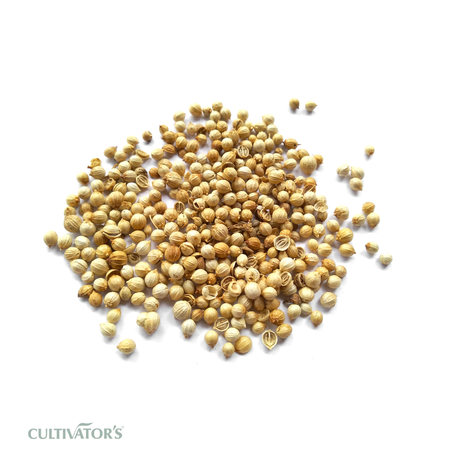 Organic Coriander Seeds