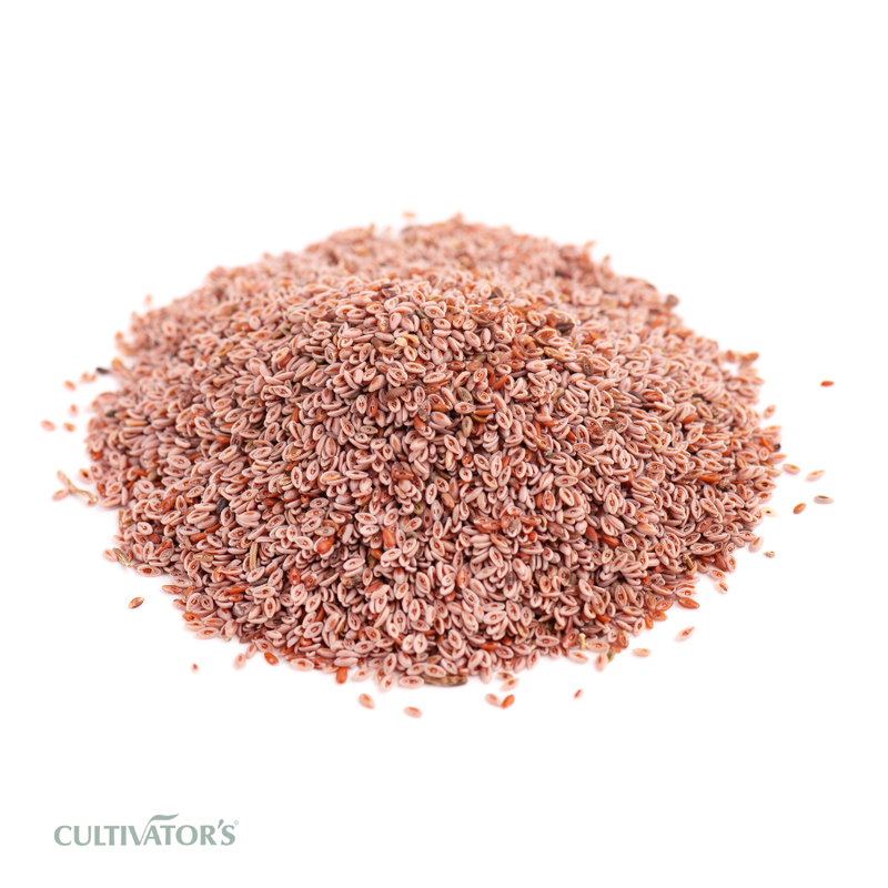 Organic Psyllium Seeds