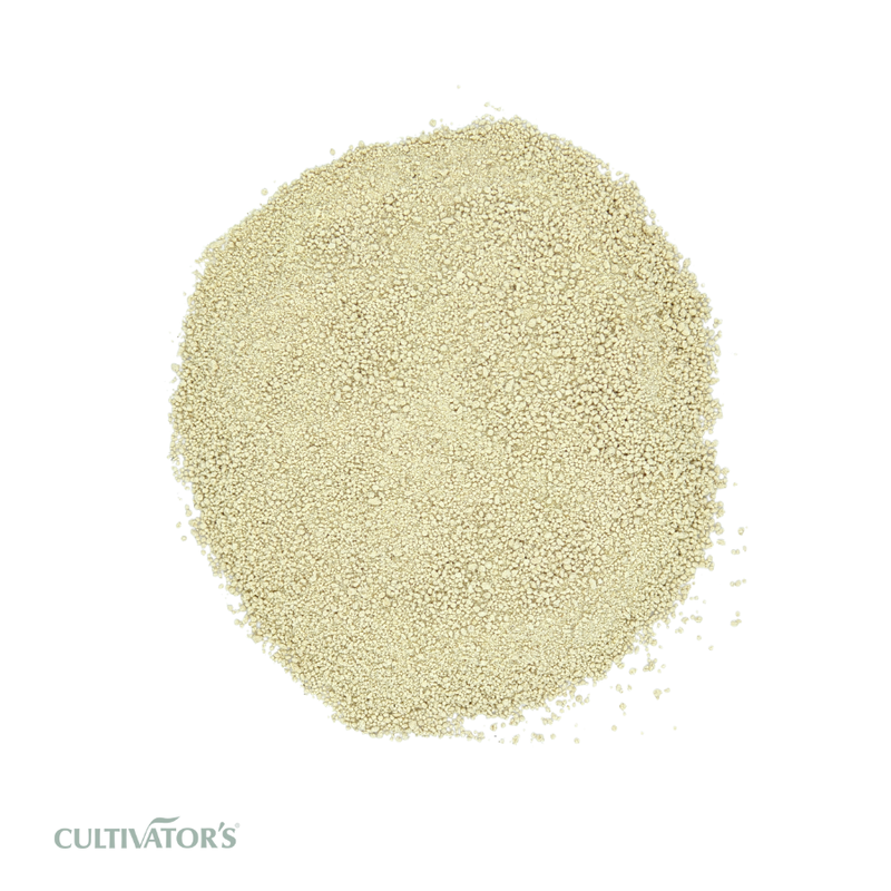 Organic Roasted Chicory Root Granules