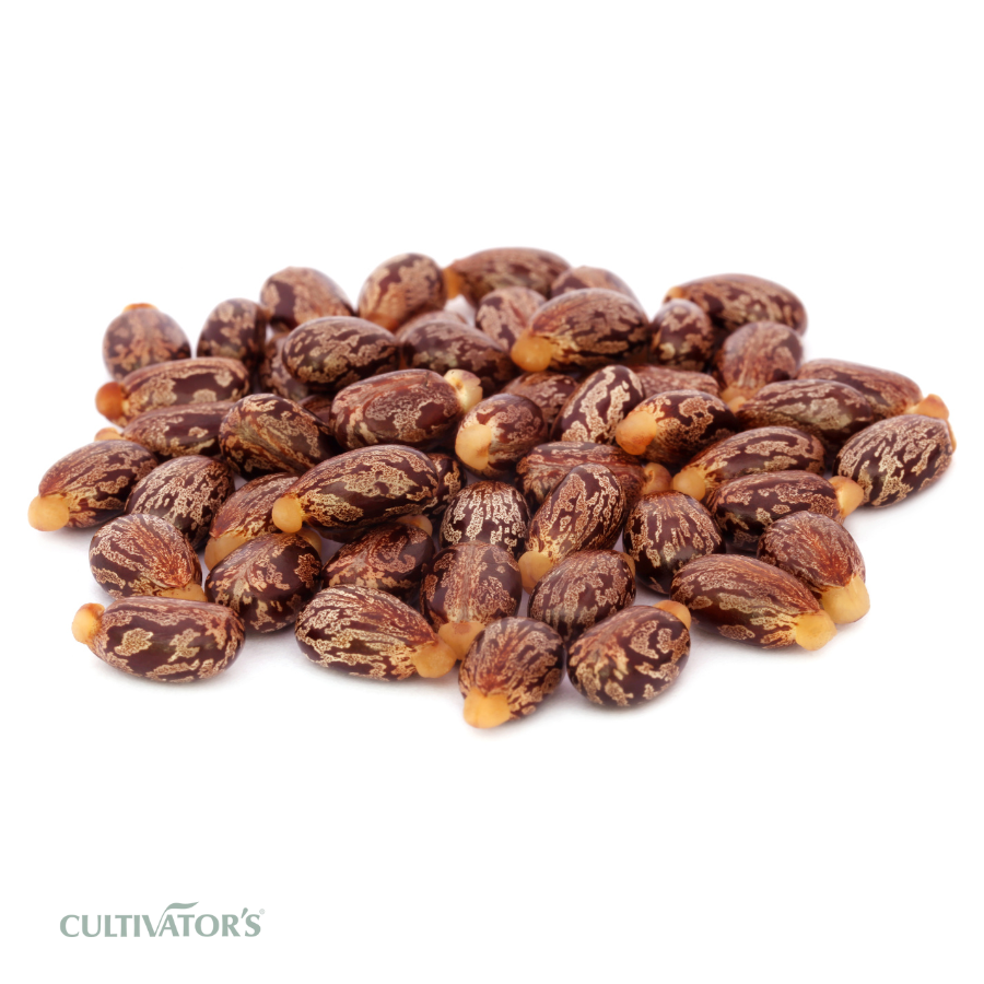 Organic Castor Seeds
