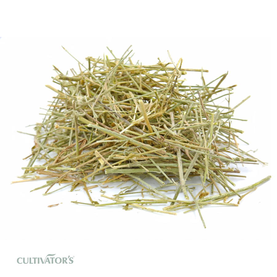 Organic Shankhpushpi Plant