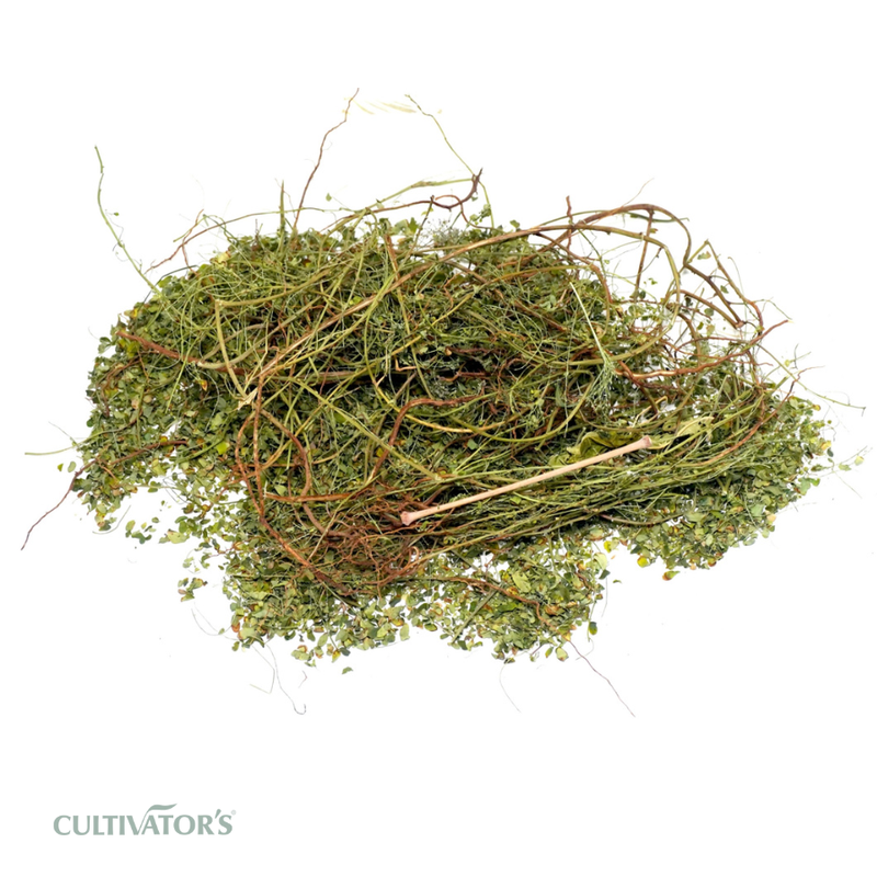 Organic Bhui Amla Plant