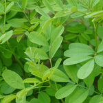 Indigofera tinctoria (Indigo) Leaves Powder