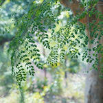 Moringa oleifera (Moringa) Leaves TBC