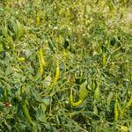 Capsicum annuum (Red Chili) Whole