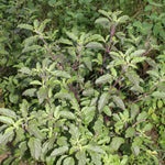 Ocimum sanctum (Krishna Tulsi) Leaves Granules