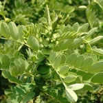 Cassia auriculata (Cassia / Neutral Henna) Leaves C&S