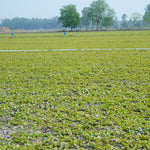Centella asiatica (Gotu Kola) Leaves