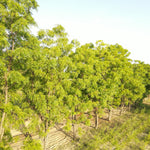Azadirachta indica (Neem) Leaves