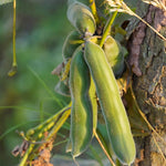 Mucuna Tablet (Mucuna pruriens)
