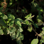 Tulsi Tablet (Ocimum basilicum)