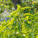 Adhatoda vasica (Vasaka) Leaves C&S