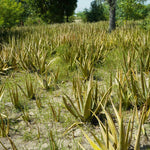 Aloe barbadensis (Aloe vera) Leaves