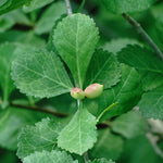Commiphora wightii (Guggul Resin) Oleo-Gum-Resin