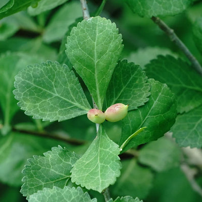 Commiphora wightii (Guggul Resin) Oleo-Gum-Resin
