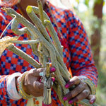 Tinospora cordifolia (Guduchi) Stem TBC