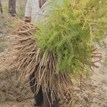 Asparagus racemosus (Shatavari ) Roots