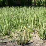 Aloe barbadensis (Aloe vera) Leaves TBC