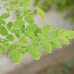 Moringa oleifera (Moringa) Leaves Granules