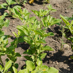 Ashwagandha Tablet (Withania somnifera)
