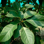 Terminalia bellirica (Bibhitaki) Seedless Fruits TBC