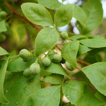 Aegle marmelos (Bael Fruit) Fruits Powder