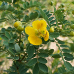 Cassia auriculata (Cassia / Neutral Henna) Leaves