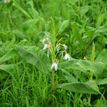 Hedychium spicatum (Kapur Kachri) Rhizome Powder
