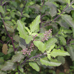 Ocimum sanctum (Krishna tulsi) Leaves C&S