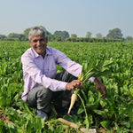 Cichorium intybus (Chicory) Root Cubes