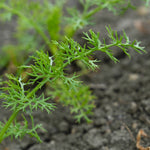 Trachyspermum ammi (Ajwain) Seeds Powder