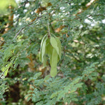 Acacia concinna (Shikakai) Pods TBC
