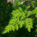 Moringa oleifera (Moringa) Leaves