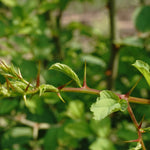 Ziziphus spina-Christi (Sidr) Leaves TBC