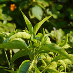 Adhatoda vasica (Vasaka) Leaves TBC